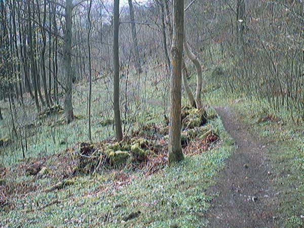 bridge of allan mine woodwoodland path image