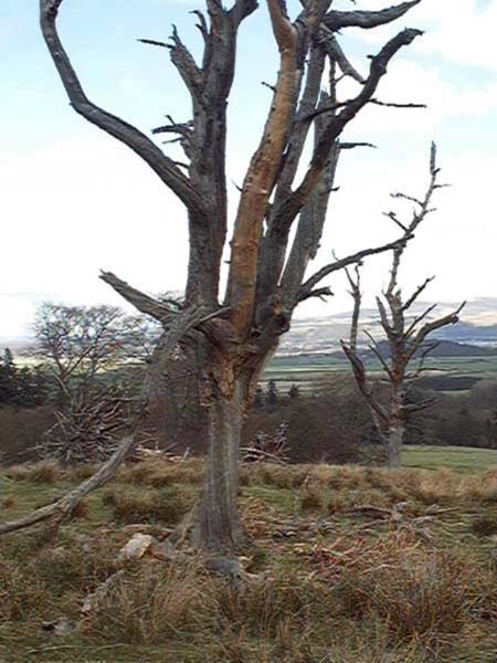 cambusbarron to touch and gilmour's linn waterfall tree image