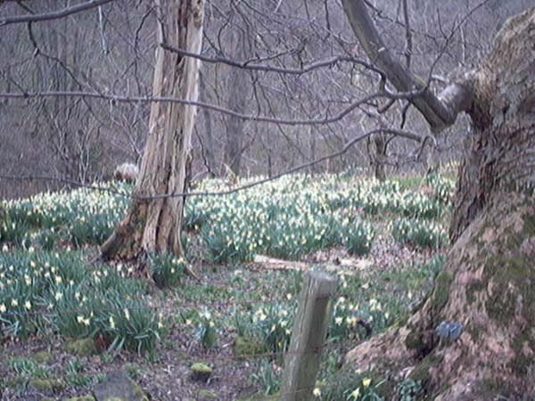 cambusbarron to touch and gilmour's linn daffodils image