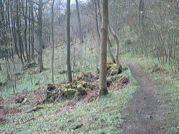 Mixed Woodland in Bridge of Allan image 1