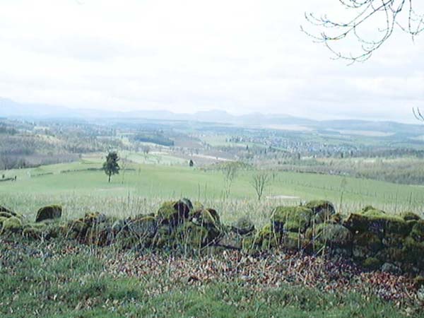 Mixed Woodland in Bridge of Allan image 3